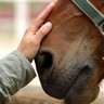 Communiquer avec un cheval